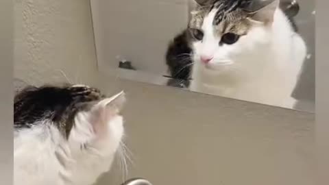 Cats Vs Mirrors / funny cats videos compilation 😆