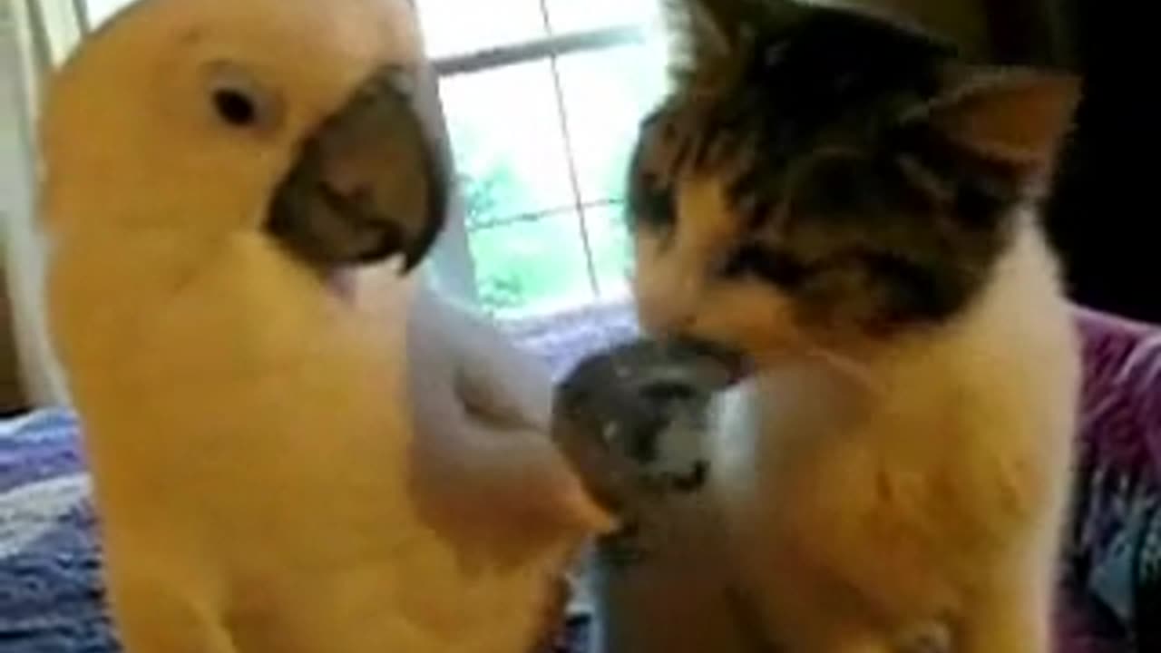 Papagaio e Gato - True love has no limits