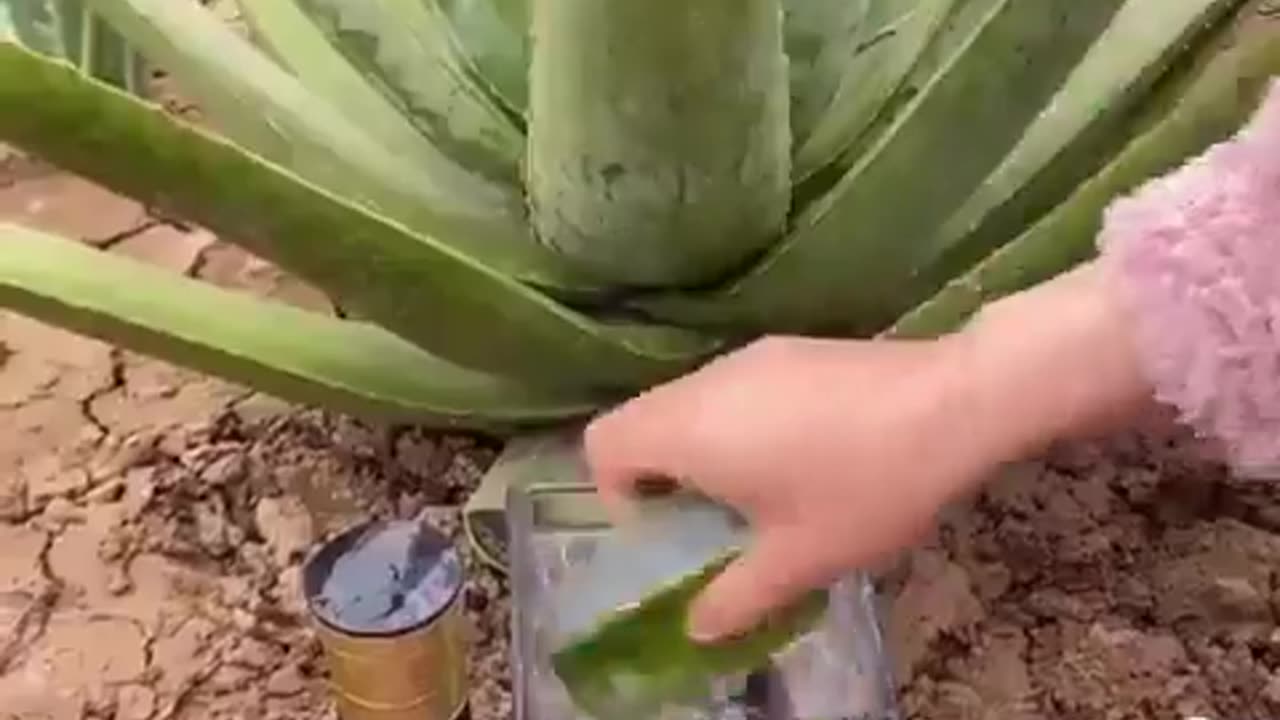 Harvesting aloe vera