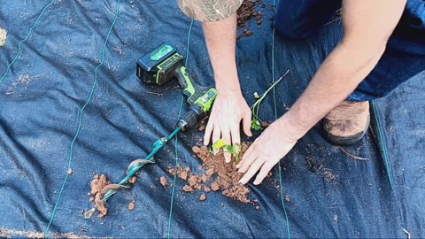 Planting over 200 sweet potato slips.