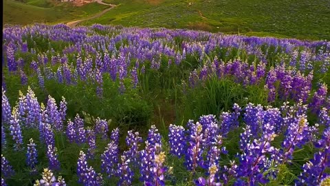 Beauty of Nature