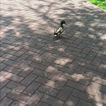 Duck getting close