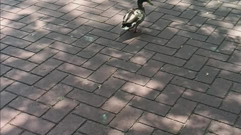 Duck getting close