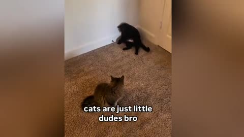 Funniest Cats and Dogs