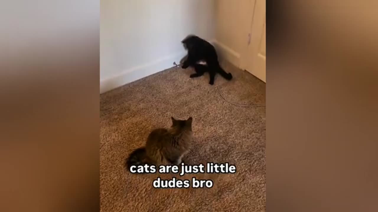 Funniest Cats and Dogs