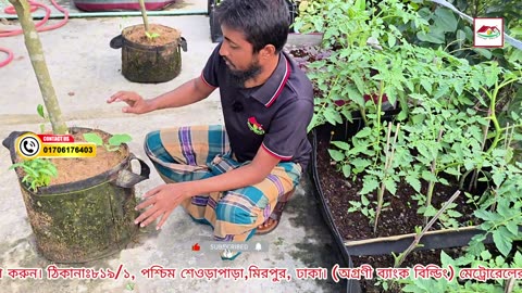 কোকো ফাইবার মালচিং গাছের গোড়ায় দিলে কি কি উপকার হয়? 🌿 | Siraj Tech Gardening Tips