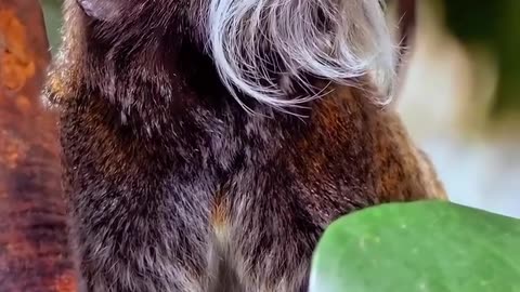 🤯✨ Meet the Emperor Tamarin with a Royal Mustache! | FeedMyCuriosity