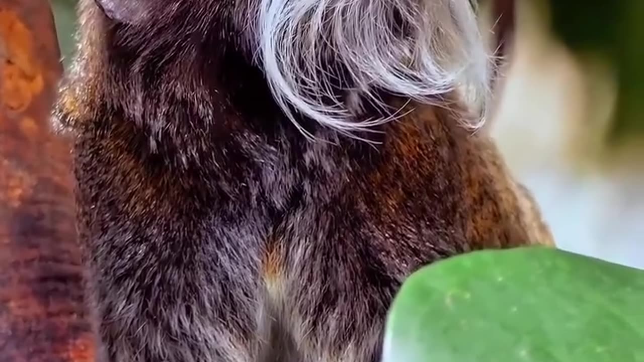 🤯✨ Meet the Emperor Tamarin with a Royal Mustache! | FeedMyCuriosity