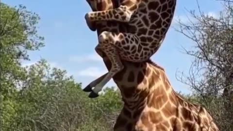 “Zebra Taxi Service? This Duo Has No Chill! 😂🦓”