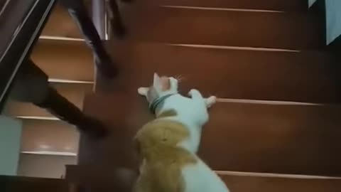 🐱 Funny cat videos - cute cats - Try not laugh