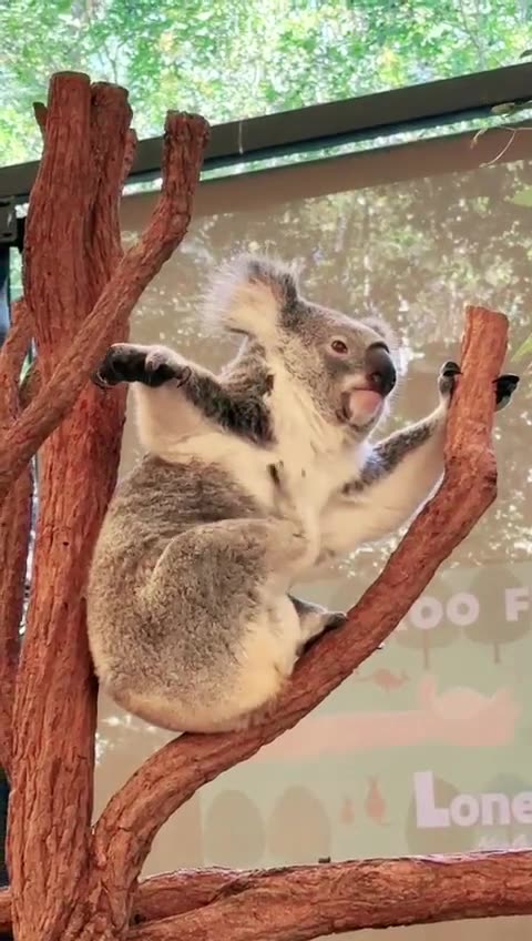 Welcome to Australia 🇦🇺