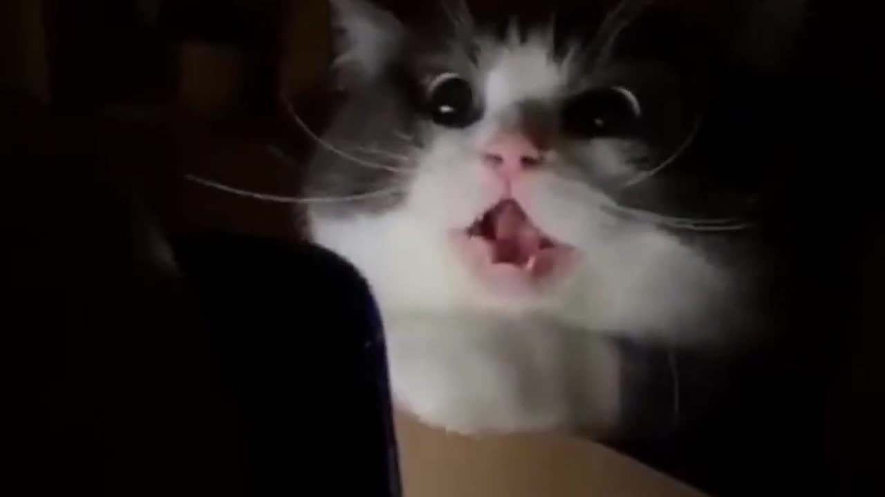 😂🤣😂 Cute cat funny video! 😍