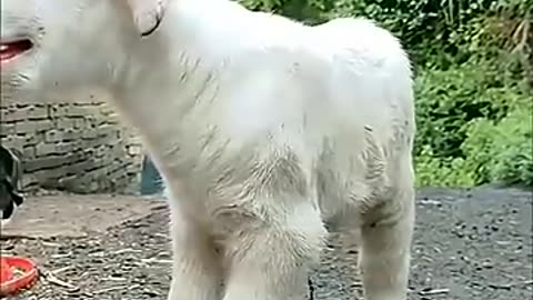 Adorable Baby Goat Plays with Child | Cutest Farm Friends Ever!