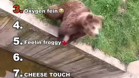 Funny animals
