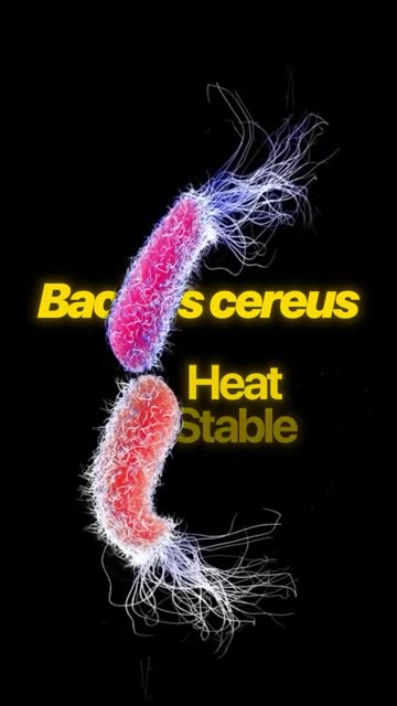 Sneaky starches = 🤢🤢