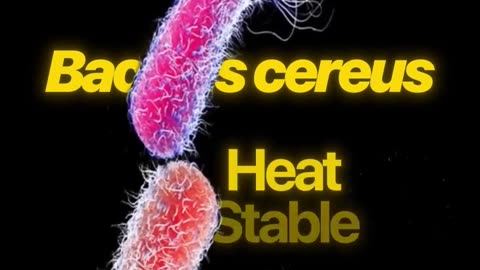 Sneaky starches = 🤢🤢