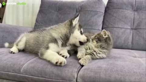 pets in action