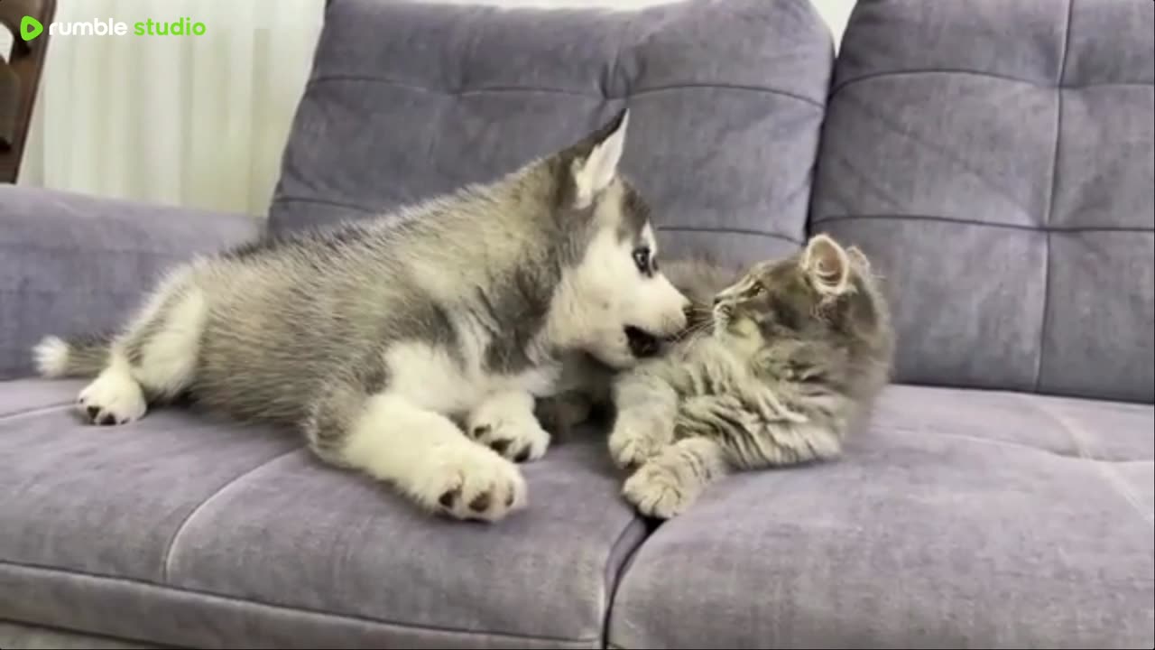 pets in action