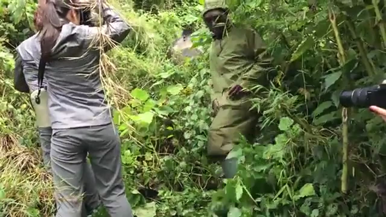 Big Gorilla