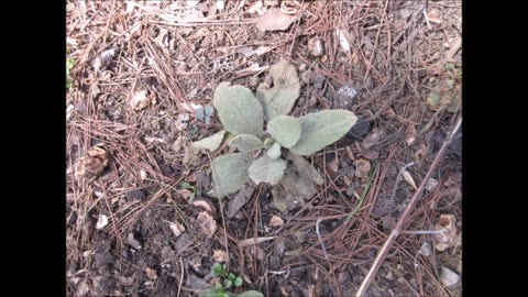 Protective Herb Mullein April 2023