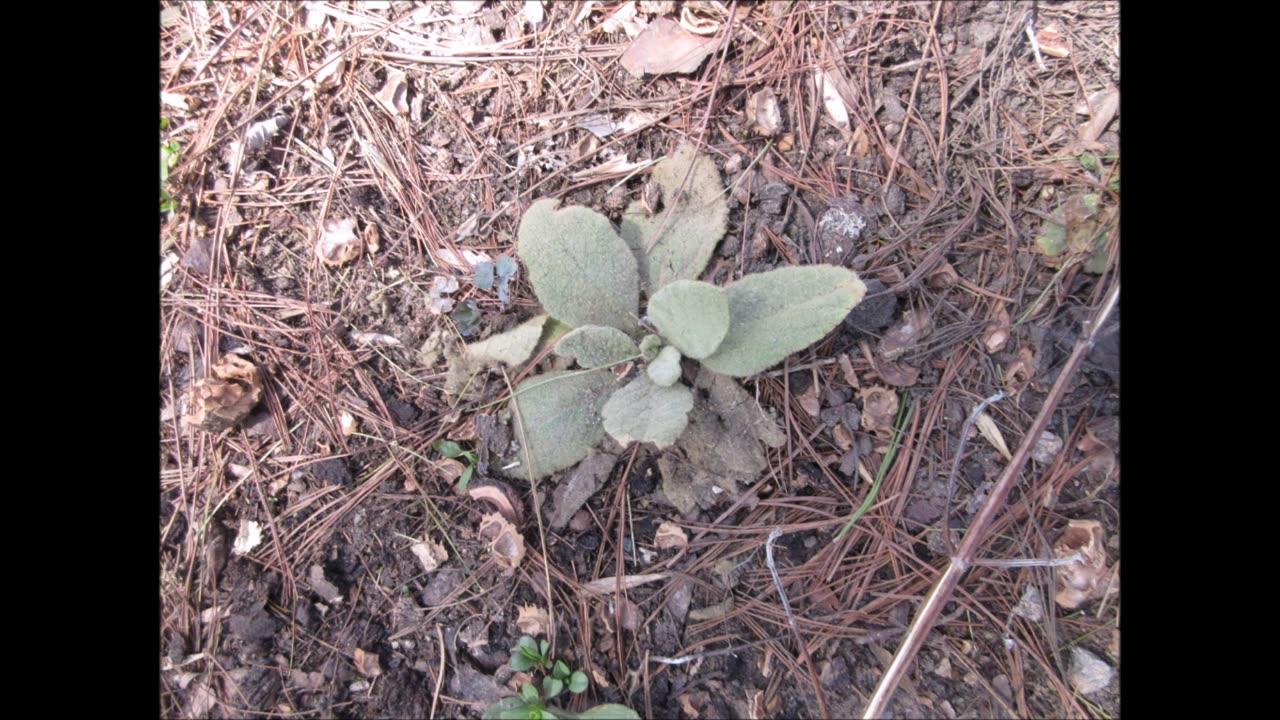 Protective Herb Mullein April 2023