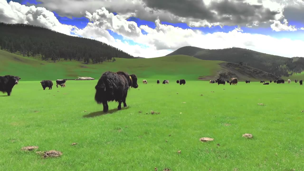 India in 8k ULTRA HD HDR - Will be King of Asia (60 FPS)