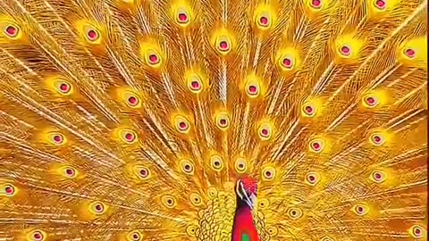Very beautiful peacock's marvellous dance