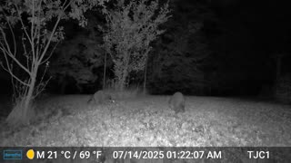 3 Raccoons and Camera