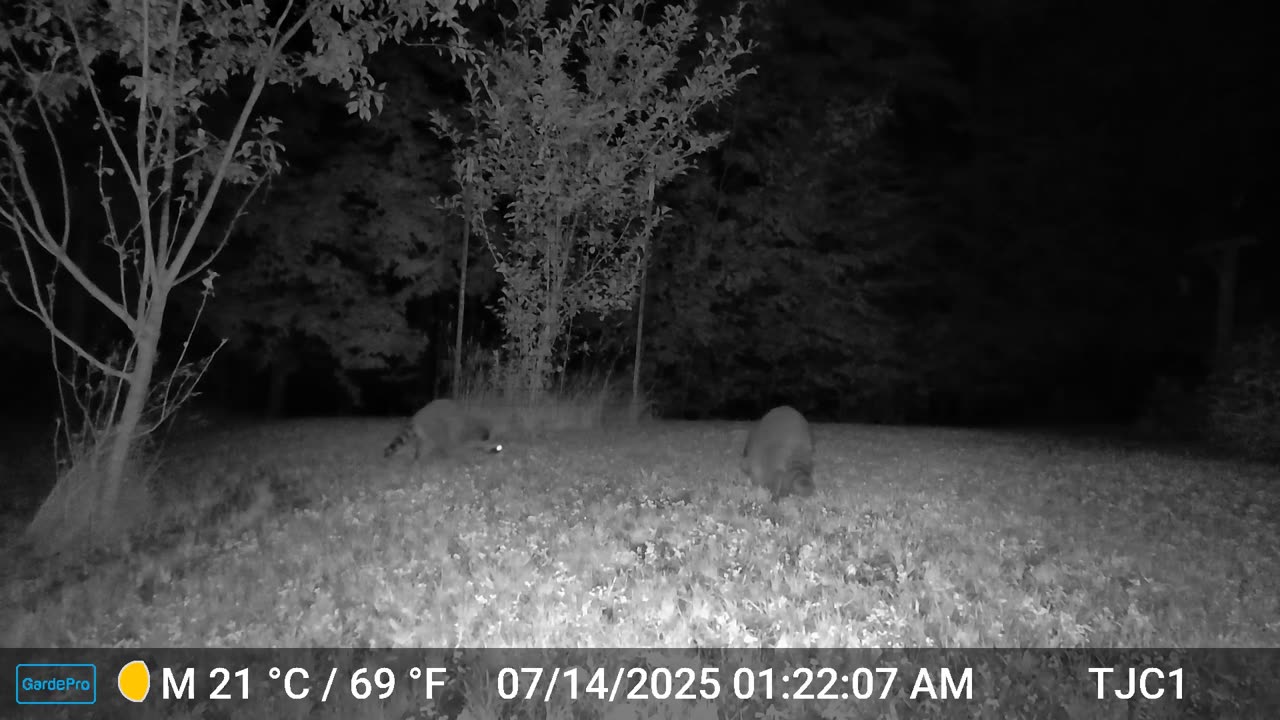 3 Raccoons and Camera