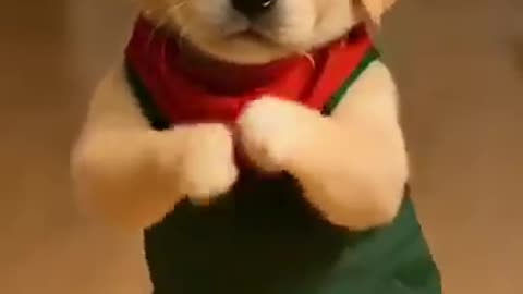 Dancing Farmer Puppy Baz - Cute Dog Shows Off Dance Moves