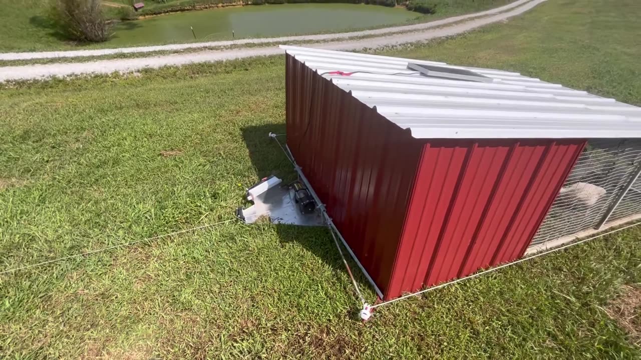 Chickens