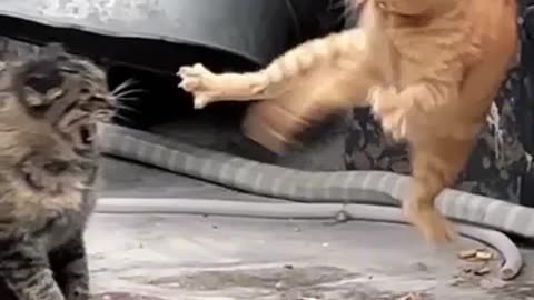 😂🐱 Karate Kitties in Action! | FunFM