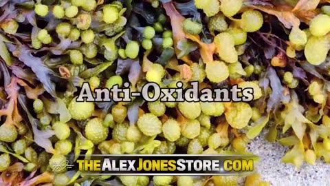 ALEX JONES - INFOWARS LIVE - ALEXJONES.NETWORK - THERE'S A WAR ON FOR YOUR MIND! ➡ THE ALEX JONES SHOW • WAR ROOM WITH OWEN SHROYER • THE AMERICAN JOURNAL WITH HARRISON SMITH • SUNDAY NIGHT LIVE WITH CHASE GEISER