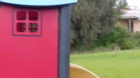 Animals go down slide