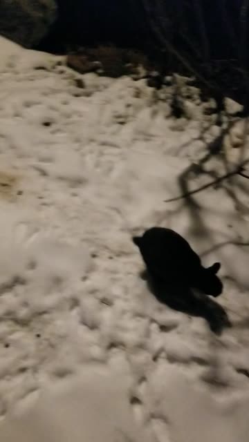 Midnight expedition with the bunny swarm. #SparklegleamFarm #Bunny #farm #rabbit #farmanimals #cute