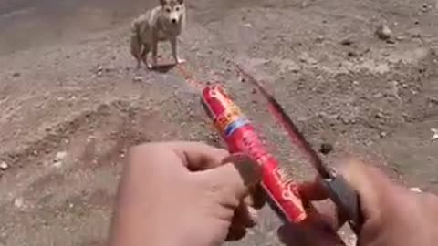 Fun