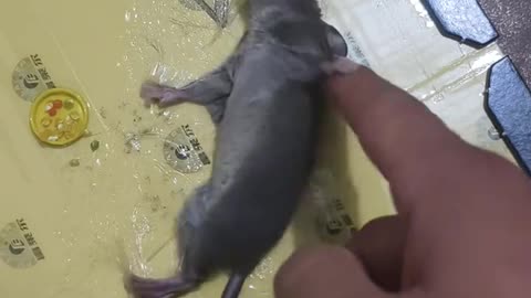 It's over, little Jerry. Follow me to watch cute and funny animals.