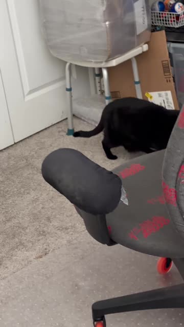 Cute Precious Piper Loves to Inspect the Office - My Adopted Shelter Cat Vlog #shorts