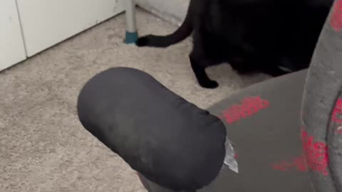 Cute Precious Piper Loves to Inspect the Office - My Adopted Shelter Cat Vlog #shorts