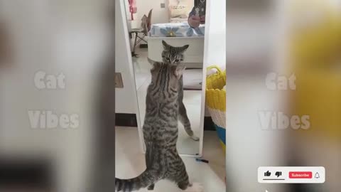 funny cat video