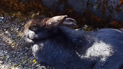 Rabbit relaxing philosophy song.
