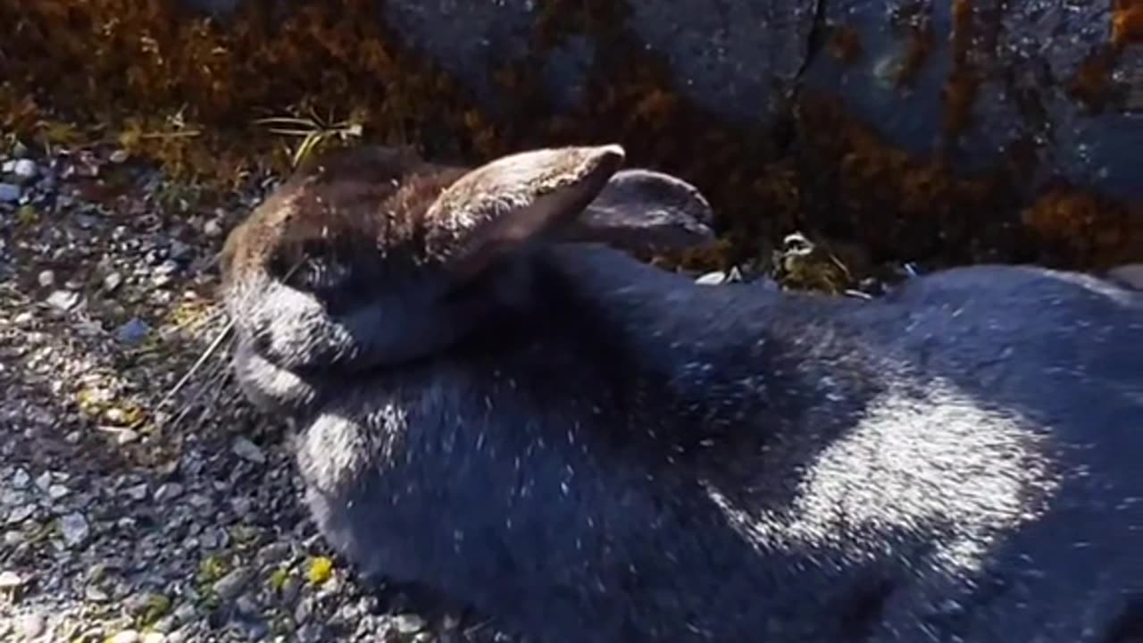 Rabbit relaxing philosophy song.