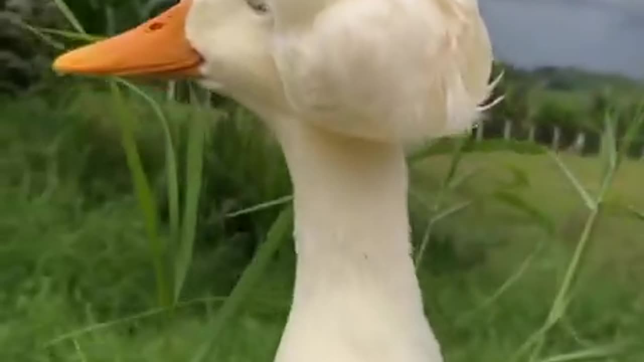 Miss Duck 🦆