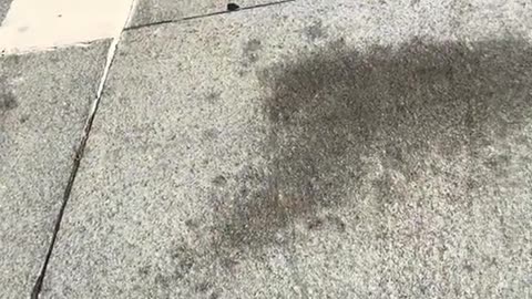 The Great Pink Scooter Caper