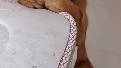 Funny Dogs Face🤣