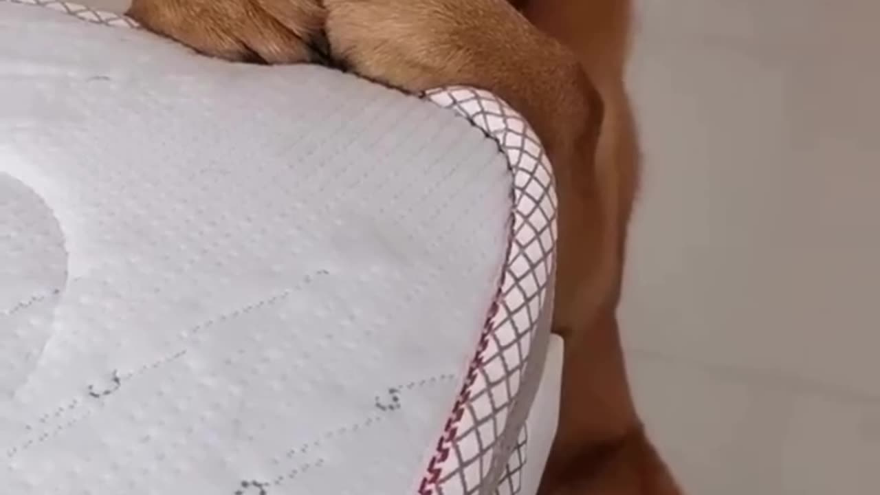 Funny Dogs Faceš¤£