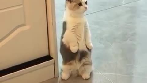 Funny animals 😅