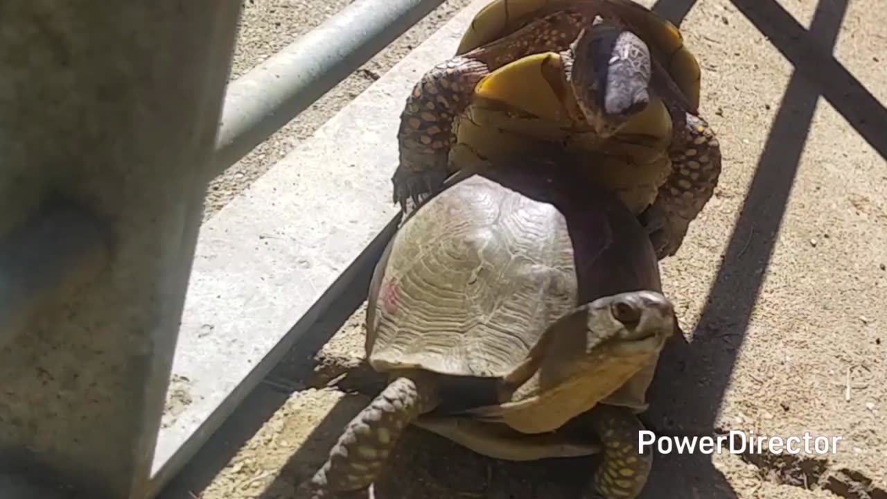 Turtles doing turtle things part 3. 8 seconds