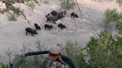 The Hog Hunting with the Umarex AirSaber