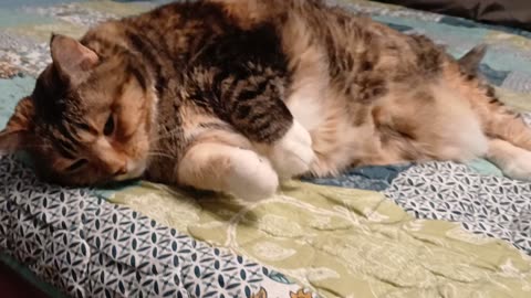 Brushed to bliss: Cat melts into a roll and pure purrs